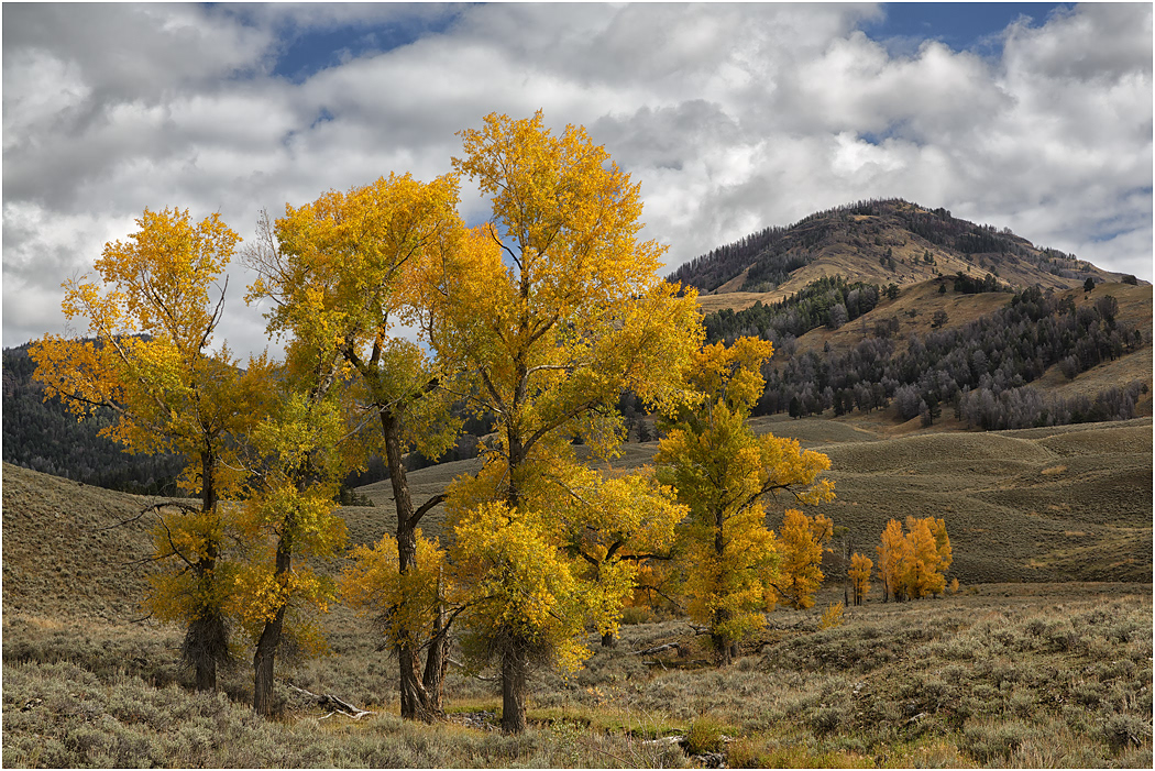 Lamar Valley, Yellowstone National Park