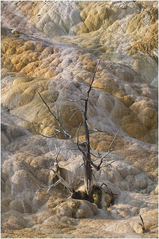 Lower Terrace, Mammoth, Yellowstone NP