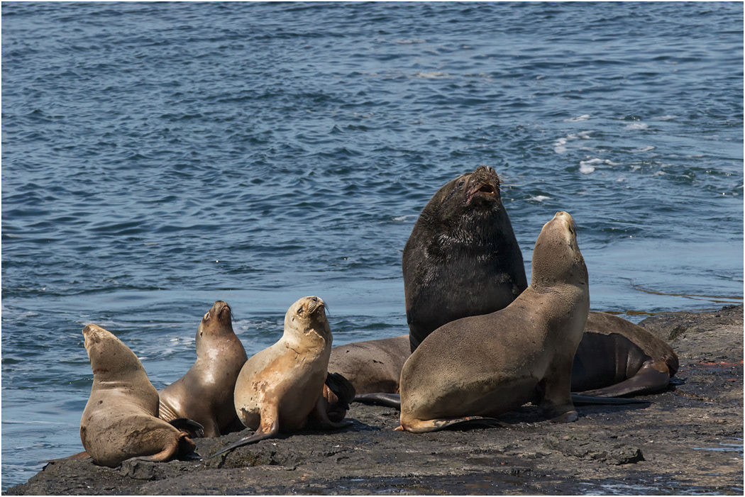 Southern Sea Lion Bull with females