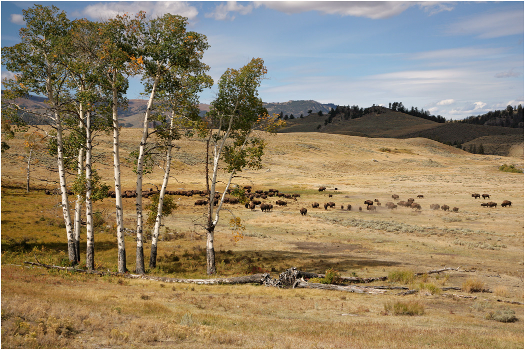 Lamar Valley, Yellowstone National Park