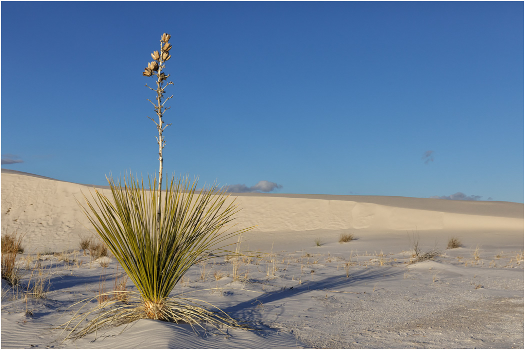 Soaptree Yucca gone to seed, White Sands, NM
