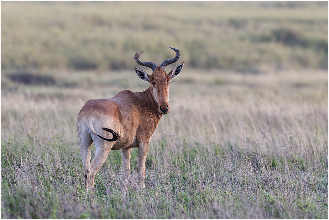 Coke's Hartebeest - Central Serengeti, Tanzania