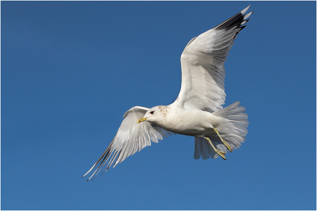 Common Gull in flight