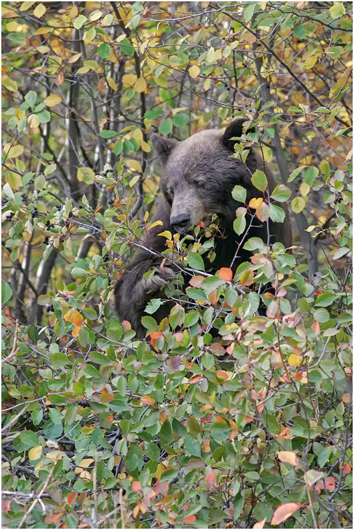 Black Bear eating berries, Wyoming, USA