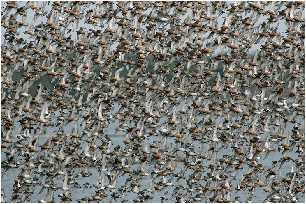 Knot in flight, Snettisham, Norfolk