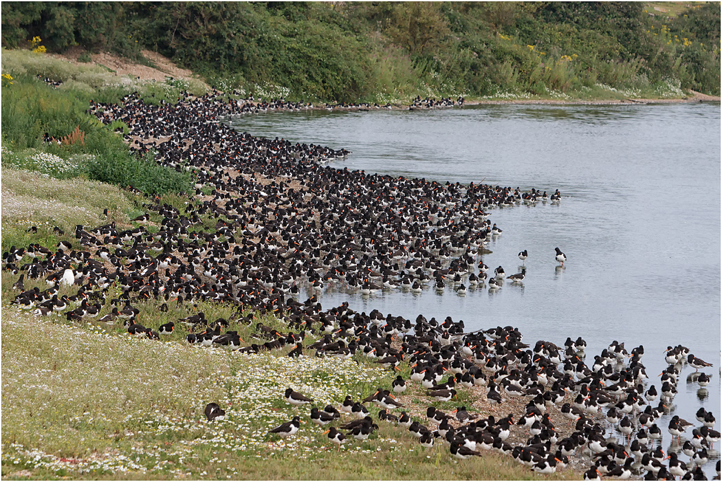 Oystercatchers, Snettisham, Norfolk