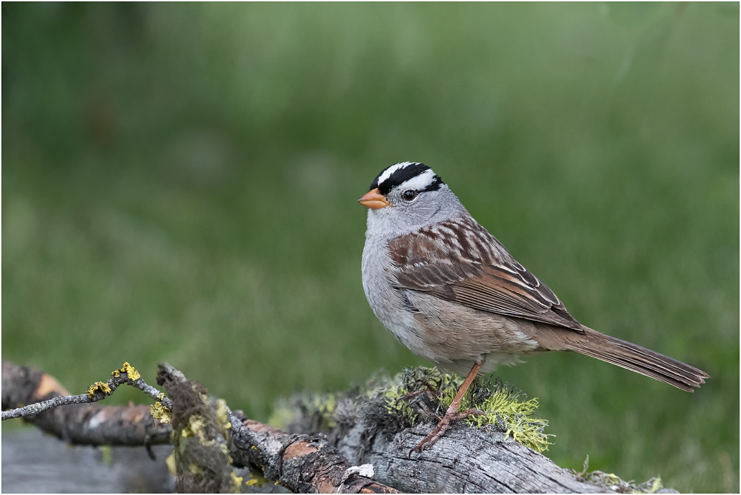 White-crowned Sparrow, Canada
