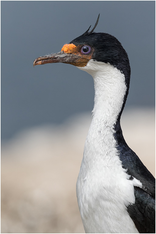 King Cormorant