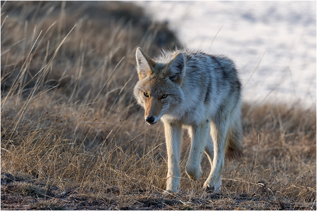 Coyote approaching, Yellowstone NP, USA