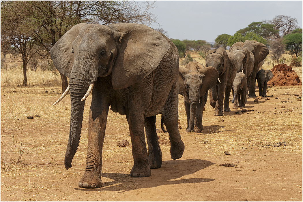 Elephant family heading for the waterhole - Tarangire, Tanzania