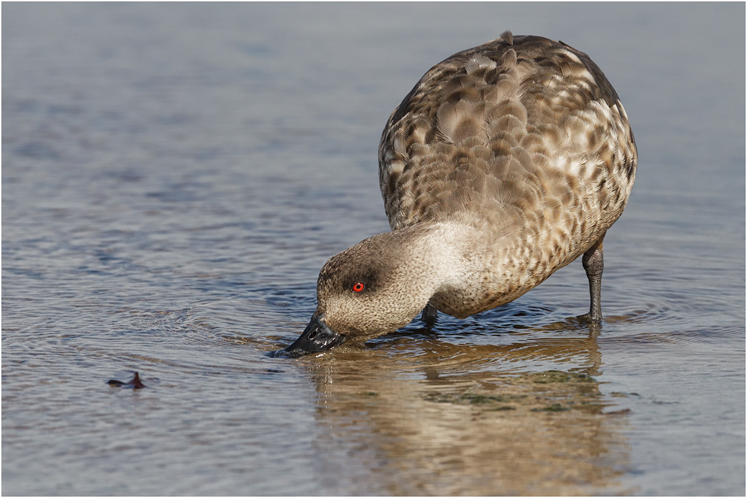 Crested Duck feeding