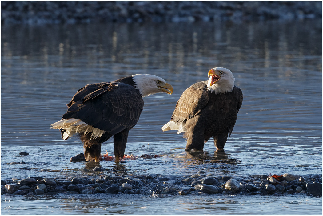 Bald Eagle pair, Chilkat River, Alaska
