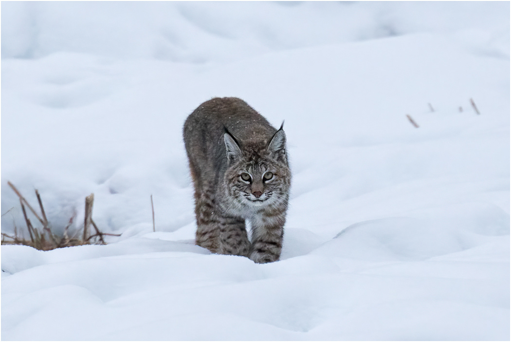Bobcat, Yellowstone NP, USA