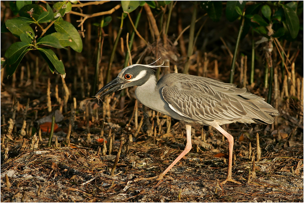 Yellow-crowned Night Heron, Florida, USA