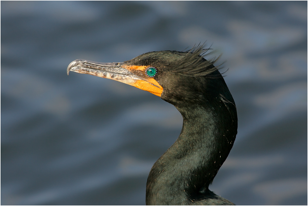 Double-crested Cormorant, Florida, USA