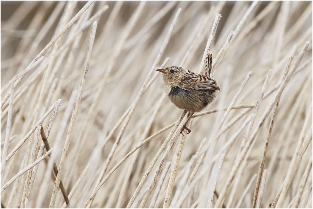 Sedge or Grass Wren