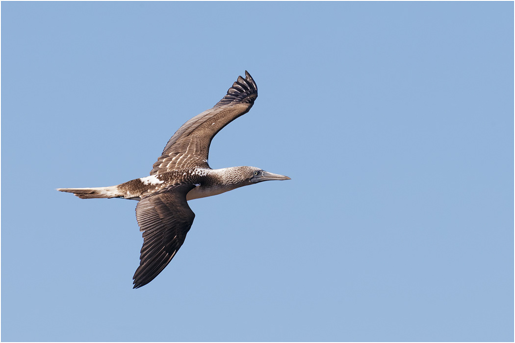 Blue-footed Booby in flight, Galapagos Islands