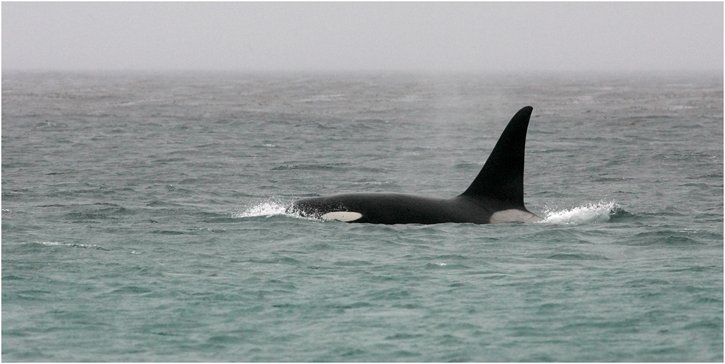 Orca