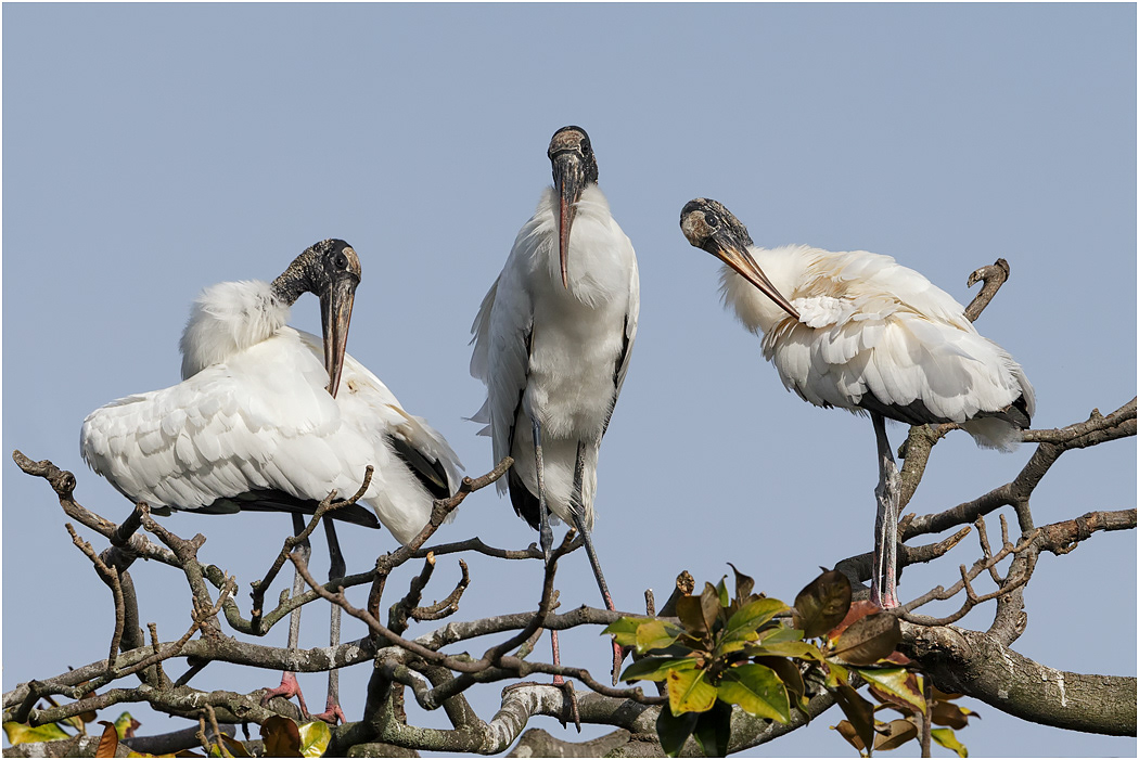 Wood Storks, Florida, USA