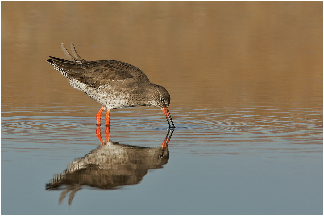 Redshank feeding, Winter, Norfolk