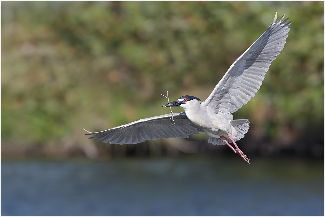 Black-crowned Night Heron, Florida, USA