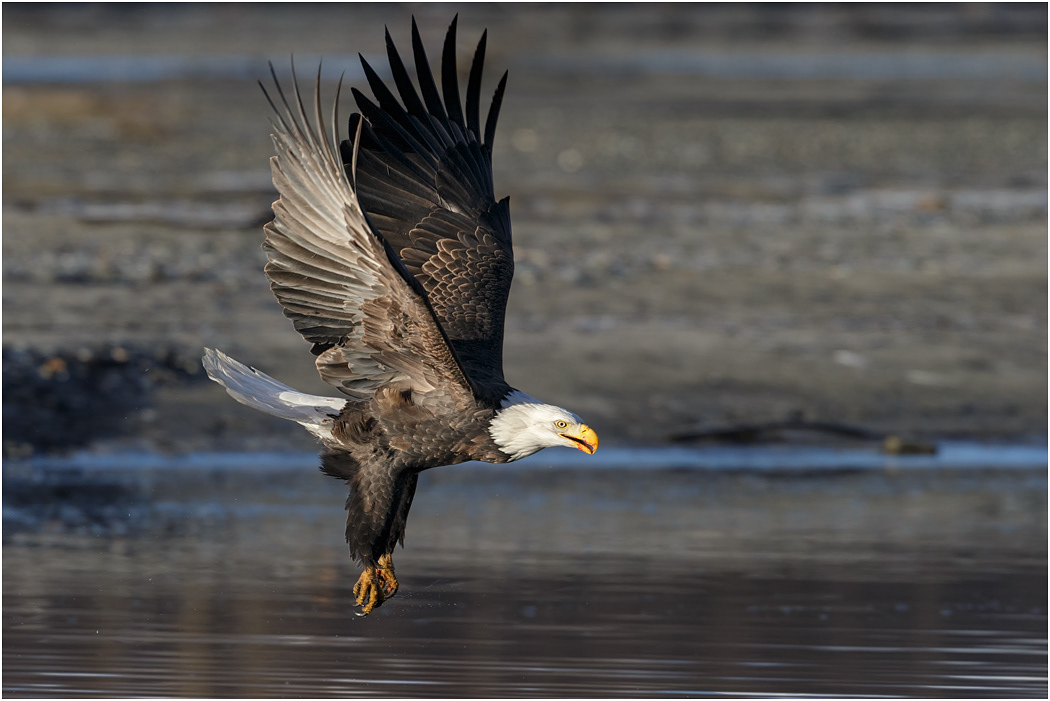 Bald Eagle over Chilkat River, Alaska