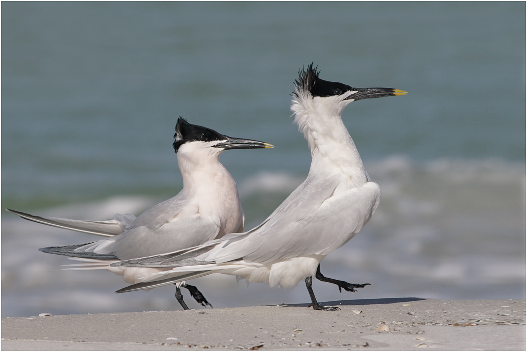 Sandwich Tern, Florida, USA