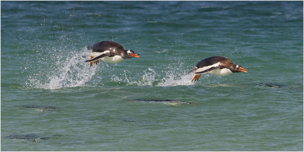 Gentoos porpoise to shore