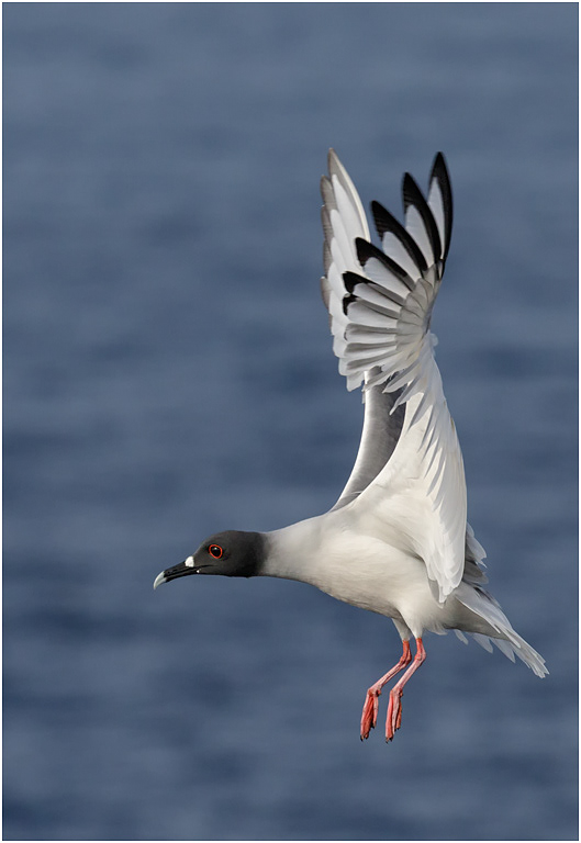 Swallow-tailed Gull about to land, Galapagos Islands