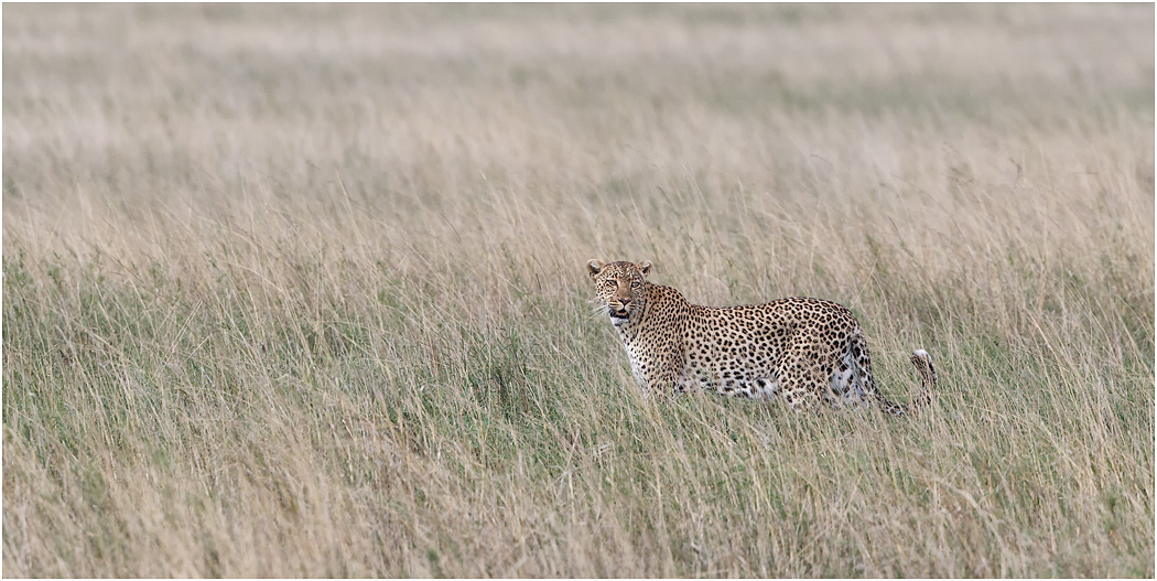 Leopard - Central Serengeti, Tanzania