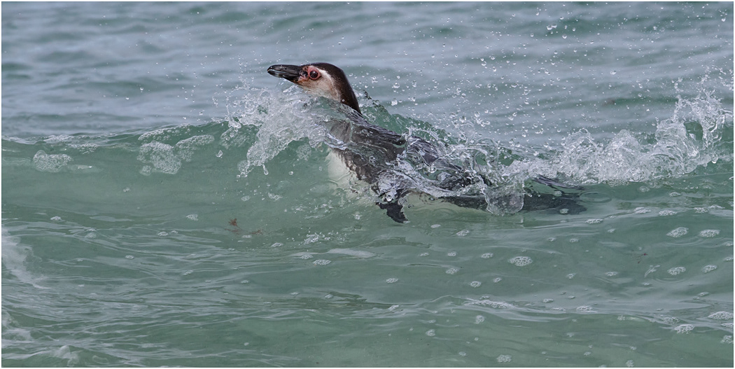 Young Magellanic Penguin