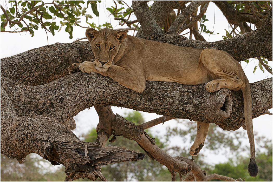Lazy Lioness - Tarangire, Tanzania