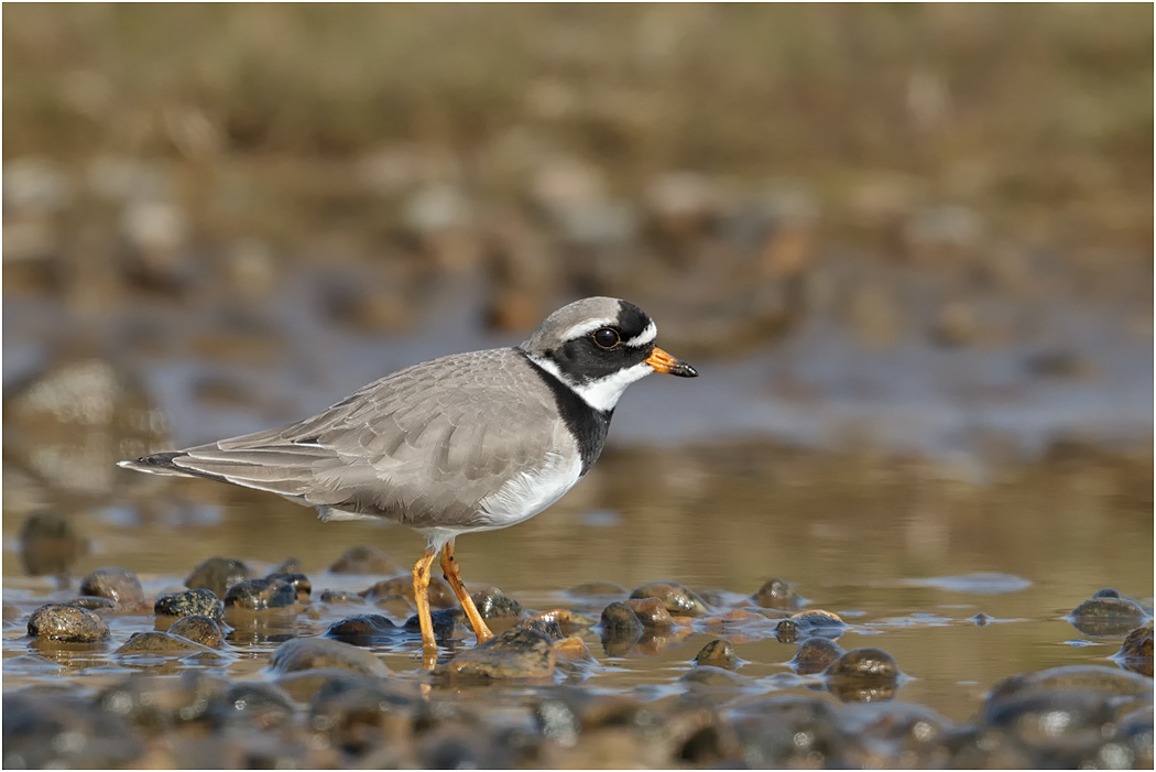 Ringed Plover, male, Norfolk