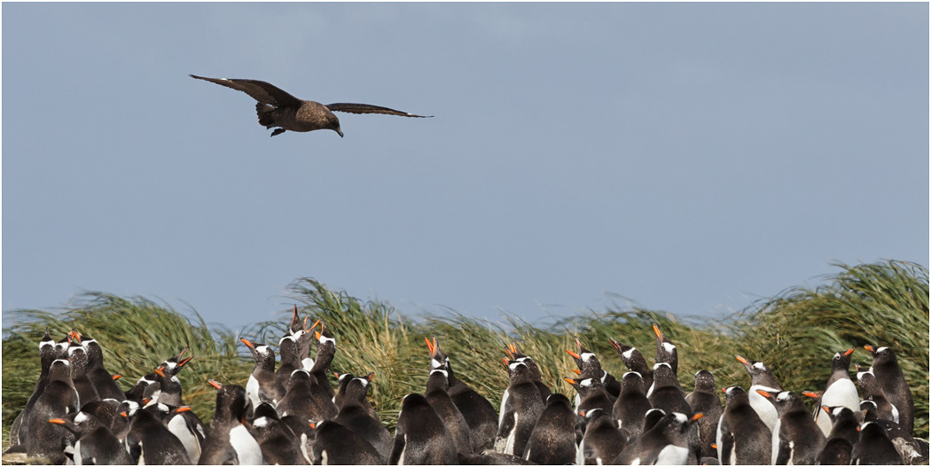 Gentoo Penguins harassed by Skua