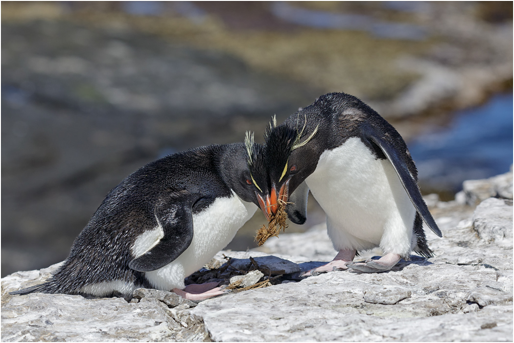 Rockhopper pair nestbuilding