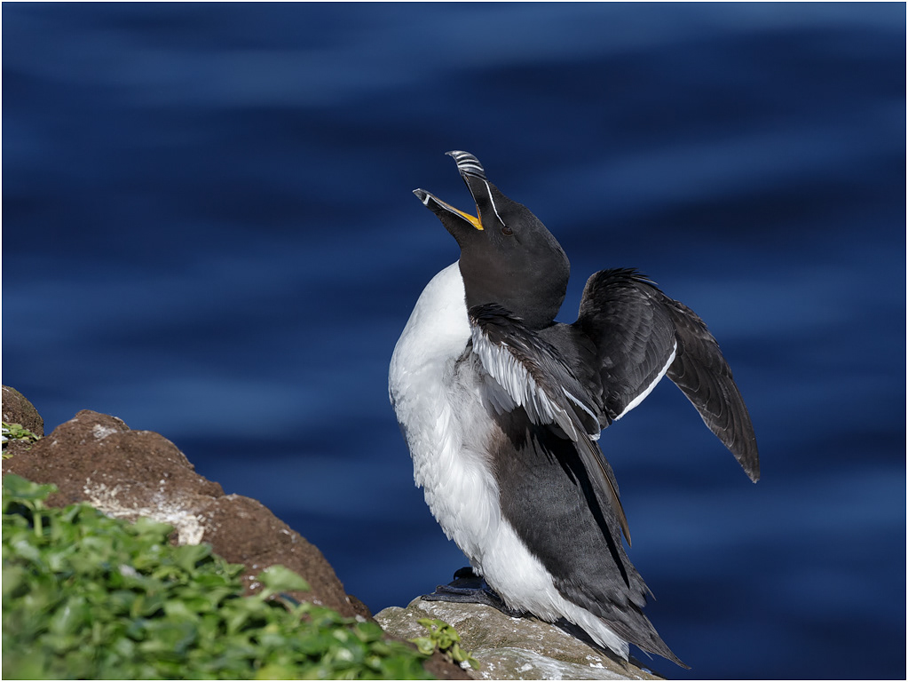 Razorbill - Iceland