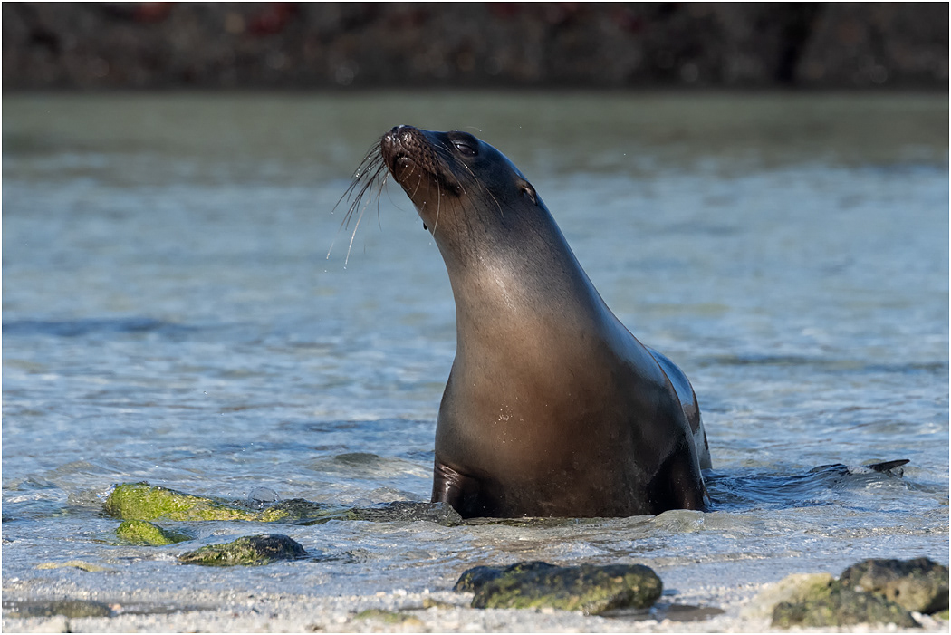 Galapagos Sea Lion