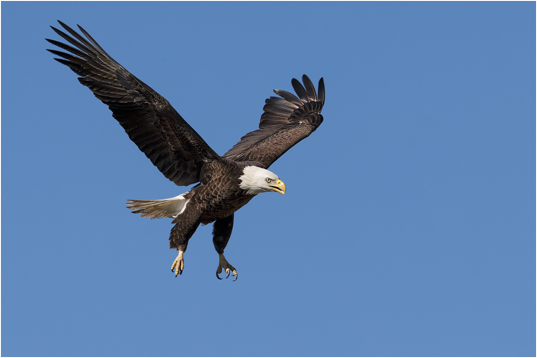 Bald Eagle, Florida, USA