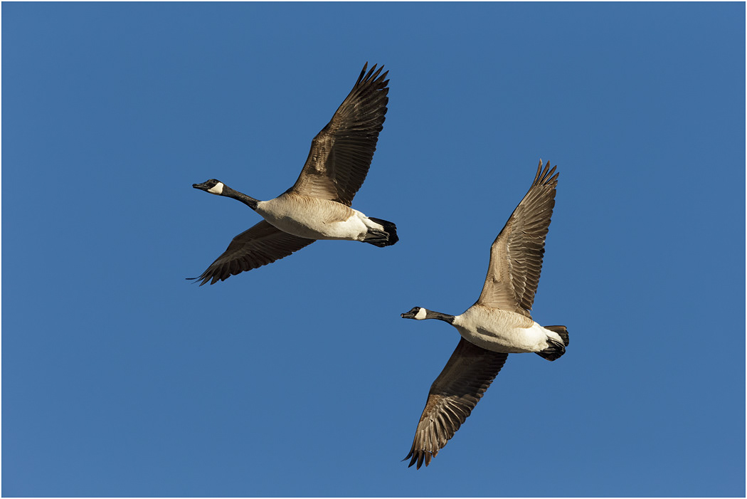 Canada Geese in flight, Bosque, NM, USA