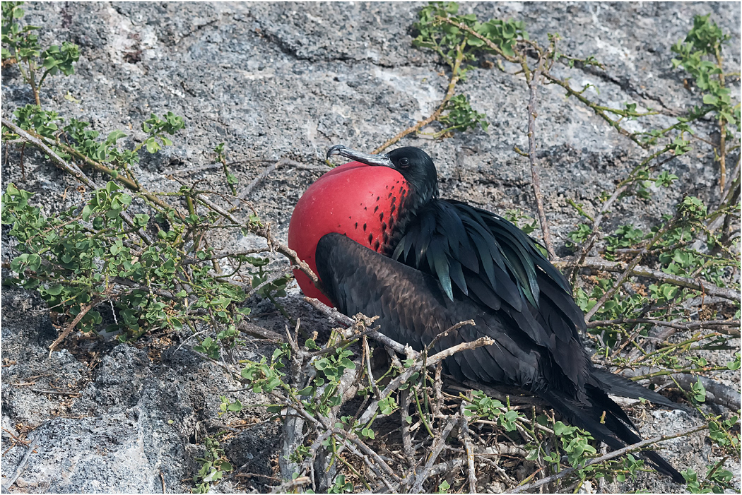 Great Frigatebird displaying, Galapagos Islands