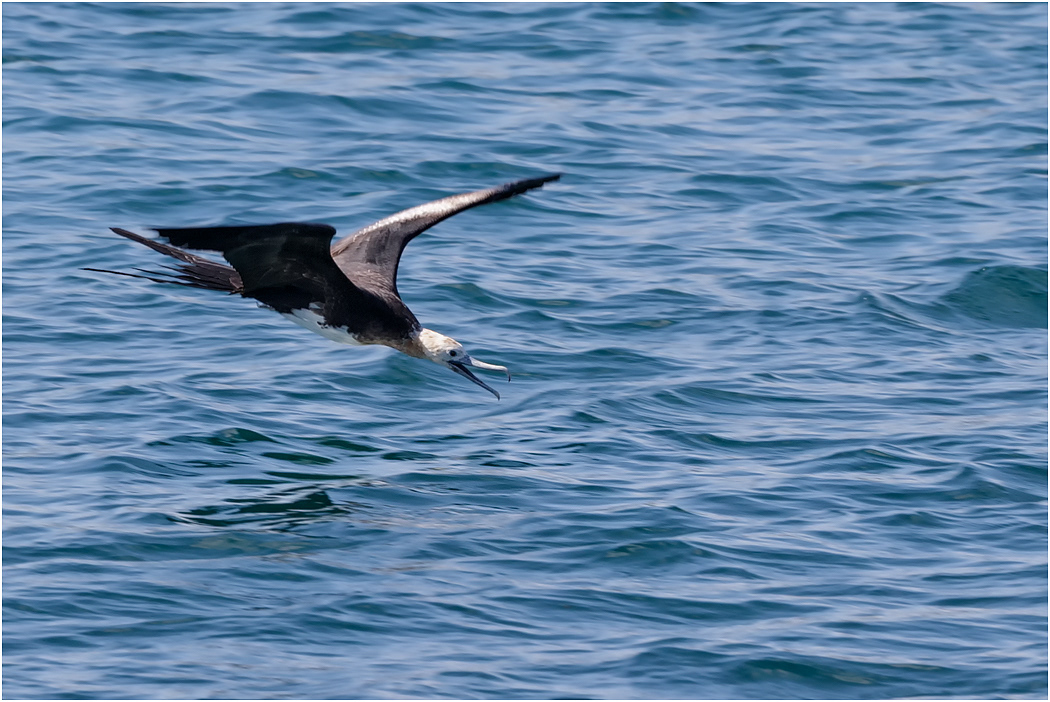 Great Frigatebird immature, Galapagos Islands