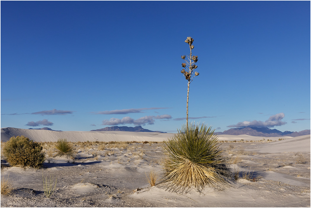 Soaptree Yucca gone to seed, White Sands, NM