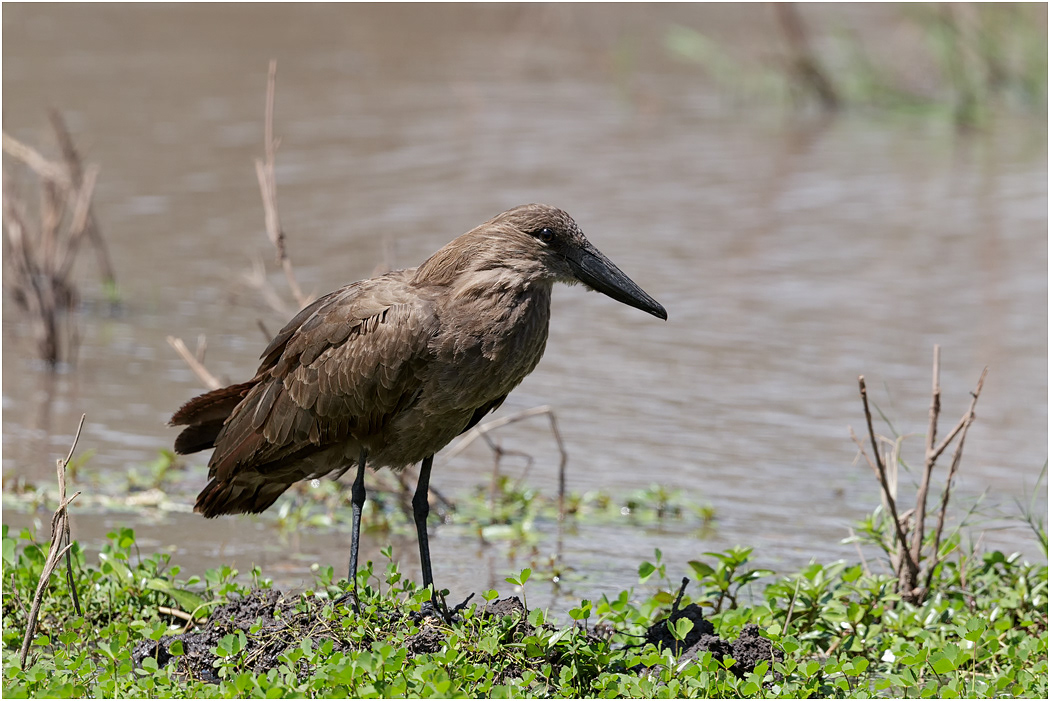 Hamerkop, Ngorongoro Crater, Tanzania