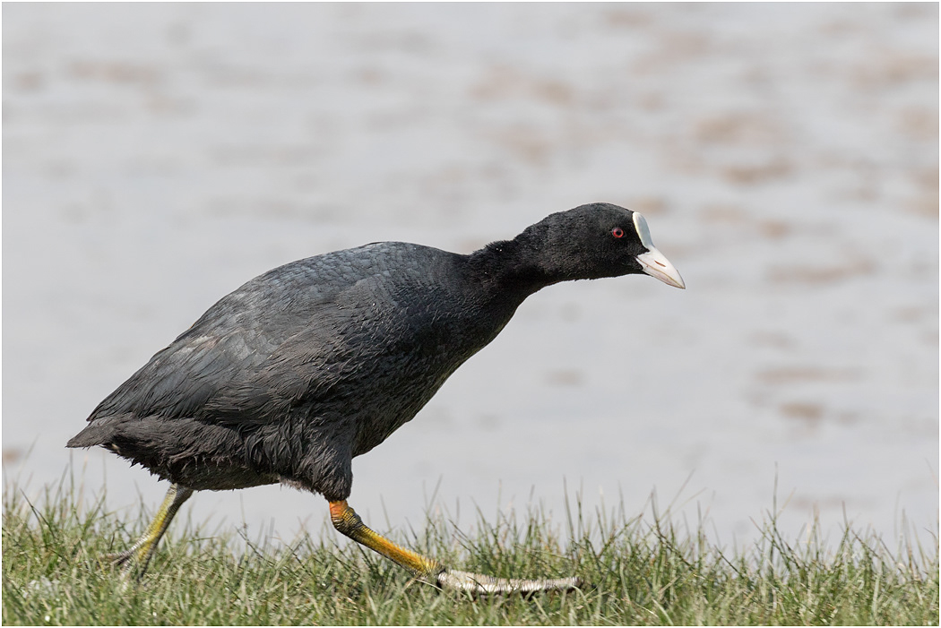 Coot running