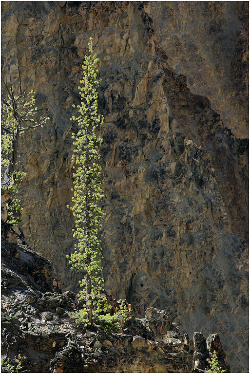 Canyon of the Yellowstone River, Yellowstone NP