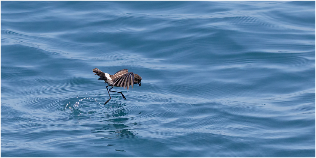 Elliot's Storm Petrel feeding