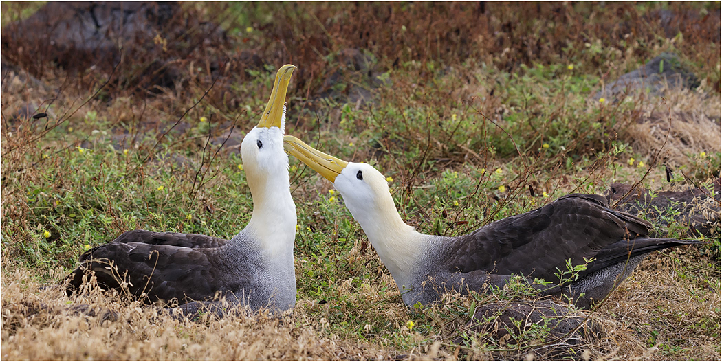 Waved Albatross bonding, Española, Galapagos Islands