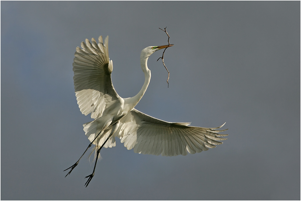 Great Egret in flight with twig, Florida, USA