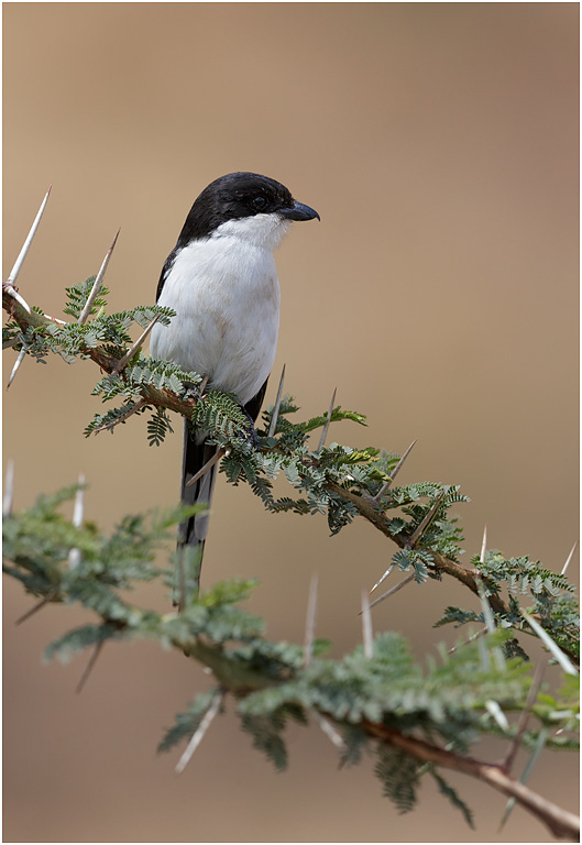 Common Fiscal Shrike on Whitethorn Acacia  - Serengeti, Tanzania