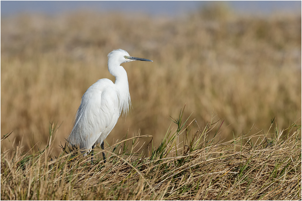 Great Egret - Chobe River, Botswana